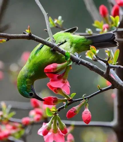 【鸟语花香】 第 16 幅查看大图曝光:1/1250 sec光圈:f5.
