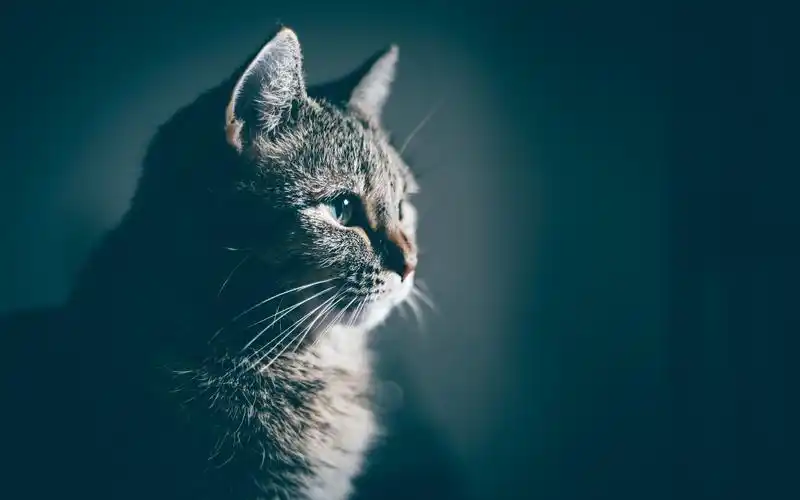 可爱呆萌的萌宠喵星人图片桌面壁纸