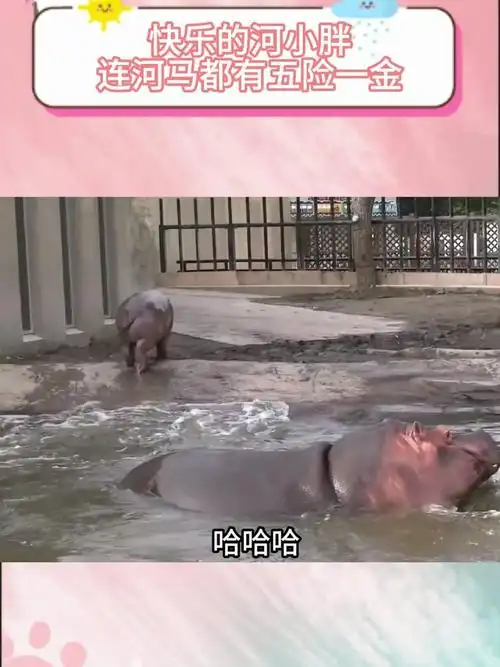 快乐的河小胖,连河马都有五险一金