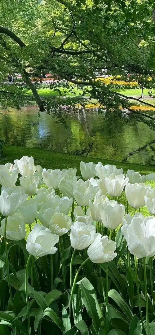 壁纸 花 桌面 690_1492 竖版 竖屏 手机