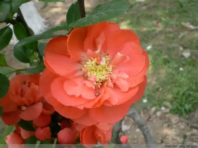 世界一号-海棠品种17【原摄】