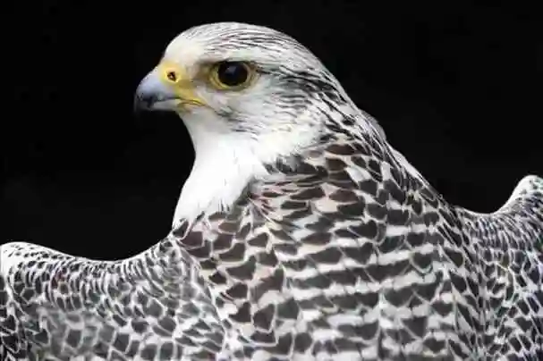 猛禽之王海东青传说十万神鹰才出一只古代帝王狩猎之珍禽