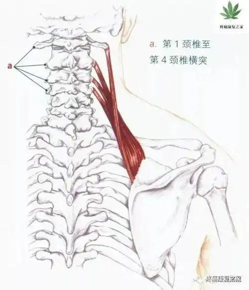 肩胛提肌功能解剖触诊手法治疗
