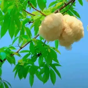 木棉花的春天头像