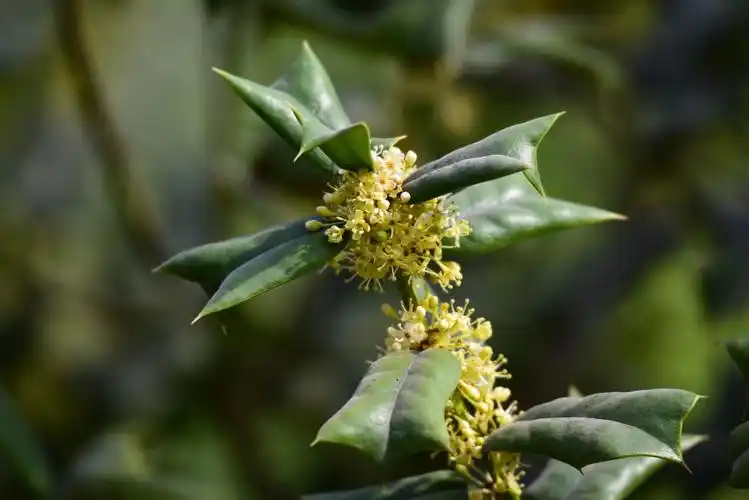 【原创】趵突泉公园——枸骨花 - 金城十八子 - 金城十八子的博客