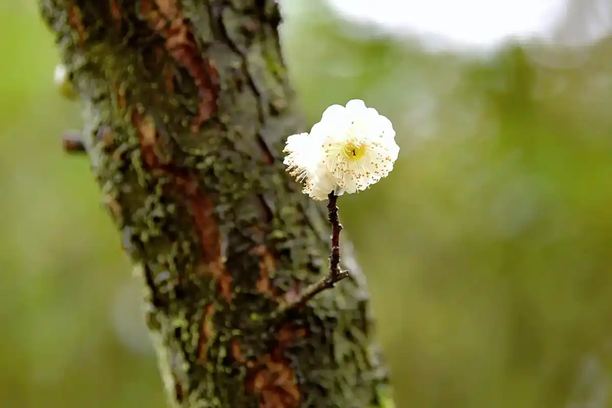 赏花94听歌90 #20220222中国式浪漫  白梅花| - 抖音