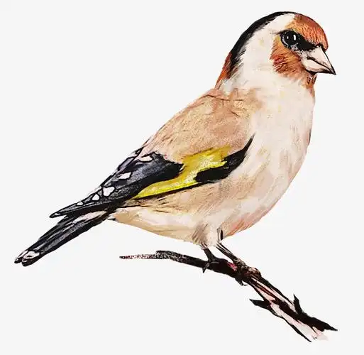 卡通手绘手绘水彩树枝上的小鸟