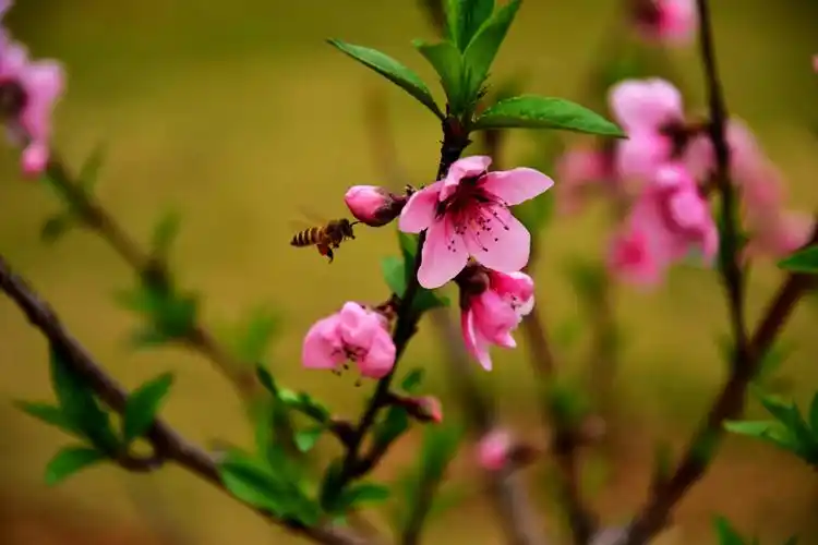 桃花又开 第 1 幅