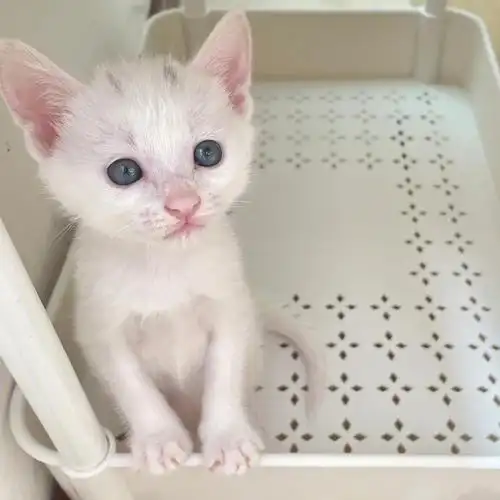 刚到家的小奶猫