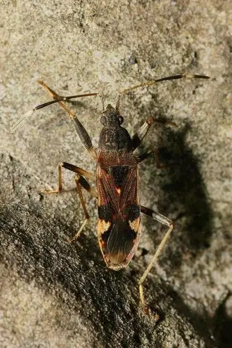 半翅目·显角亚目·长蝽科:地长蝽