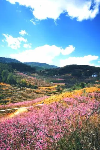 三生三世,十里桃花