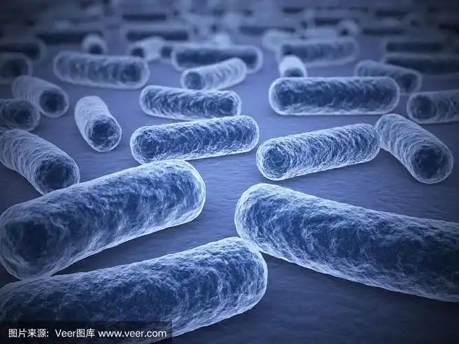 条形细菌的显微镜观察