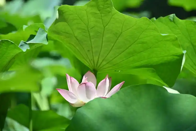 古漪园夏季荷花正艳,景色宜人!