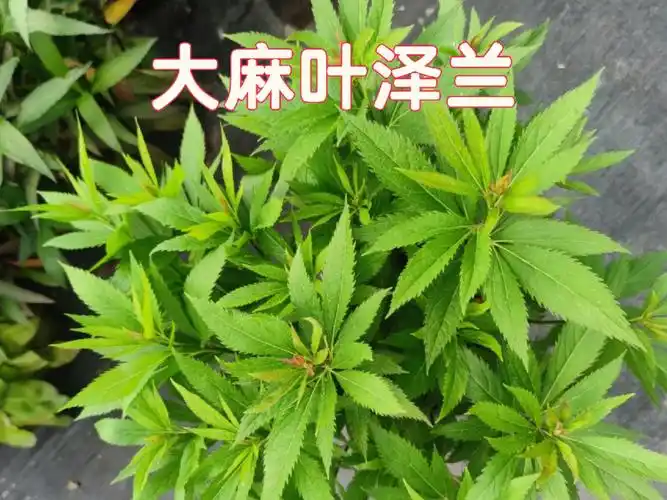 根茎横走,淡红褐色.茎直立,花序分枝及花序梗上的毛较密.