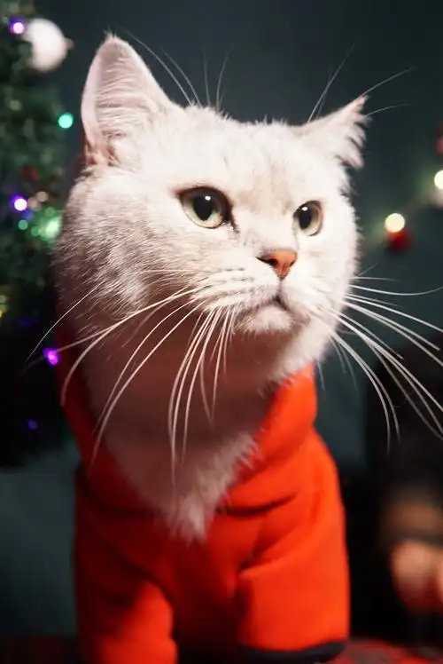 我的高冷猫崽崽