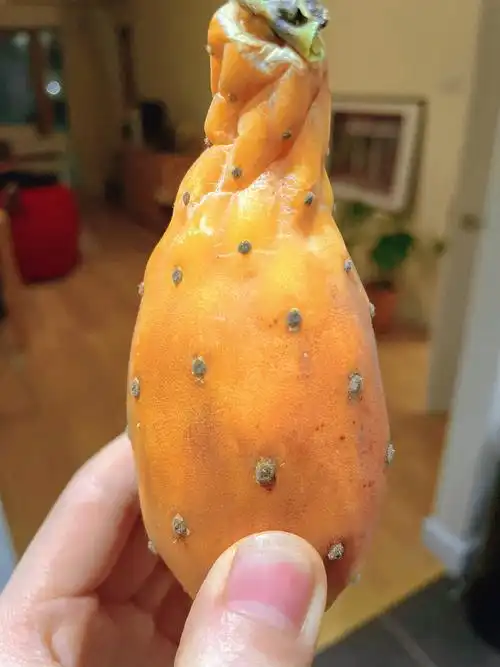 今天第一次吃到了仙人掌果69