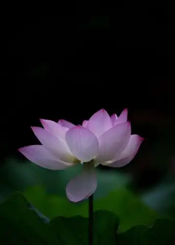 高雅圣洁之荷花