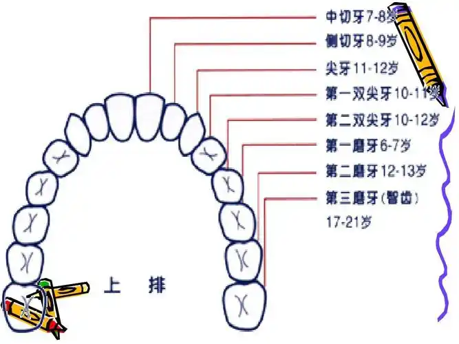 牙齿的功能与保健ppt