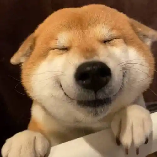 原创柴犬看到铲屎官回家眯眼憨笑主人你回来啦笑容治愈人心