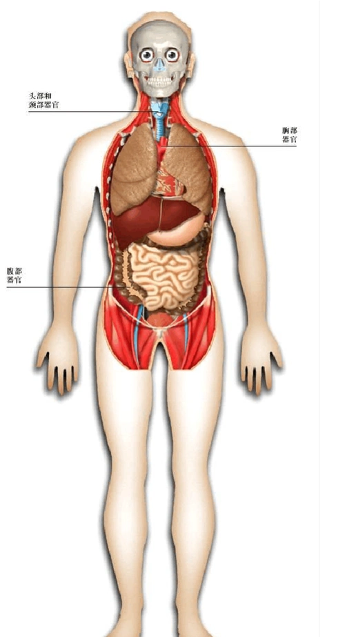人体器官识别图