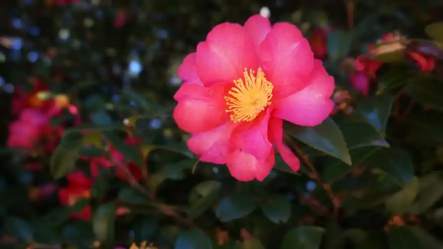 精选高清摄影图片合集电脑桌面壁纸宽屏下载第三辑