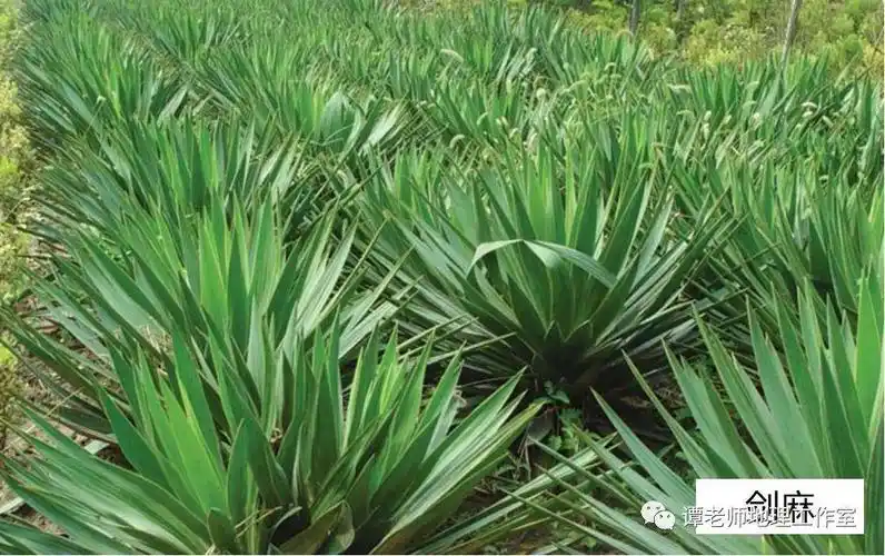 【考向预测】地中海气候的判读问题,地中海农业与种植园农业