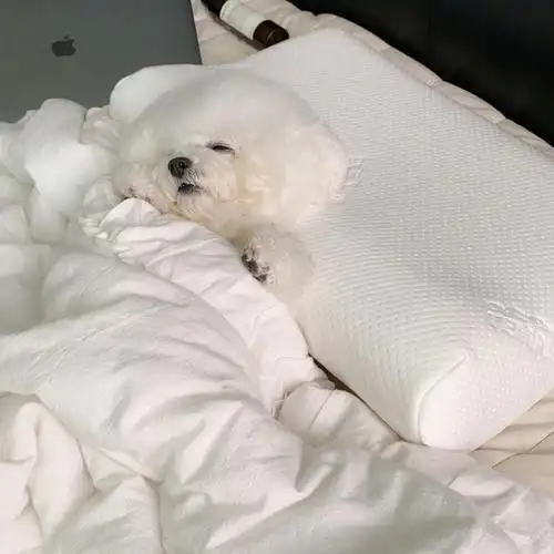 可爱的狗狗卖萌头像