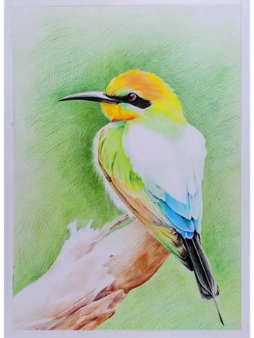 彩铅花鸟过程(终稿待续)