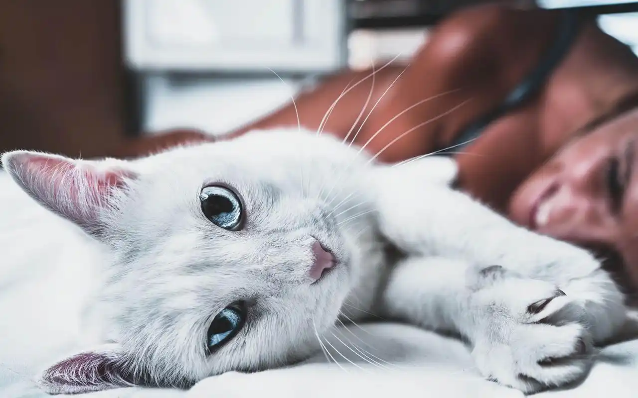 清新安静猫咪宽屏壁纸_萌萌的小小猫咪_动物壁纸_精品库