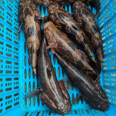 江苏笋壳鱼价格行情走势 - 一亩田