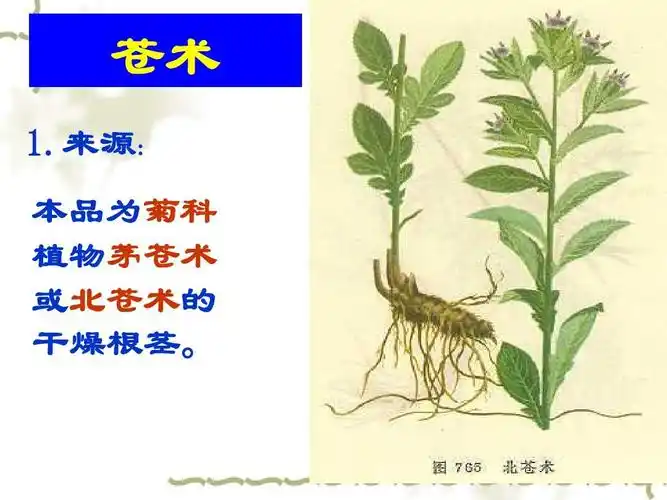 12根及根茎类药材(5)ppt