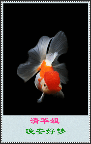 600_950竖版 竖屏gif 动态图 动图