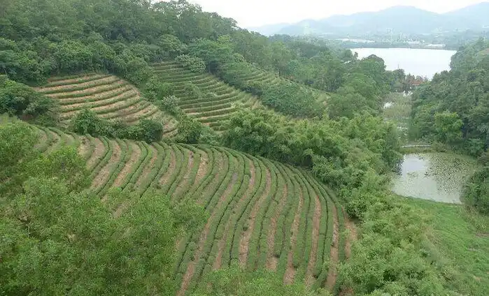 三洲茶园