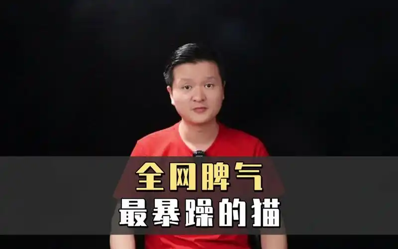 全网脾气最暴躁的猫
