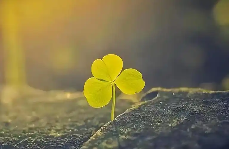 顶级的社交关系:干净