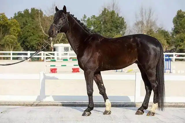 出售8匹优质好马在寻找他的主人