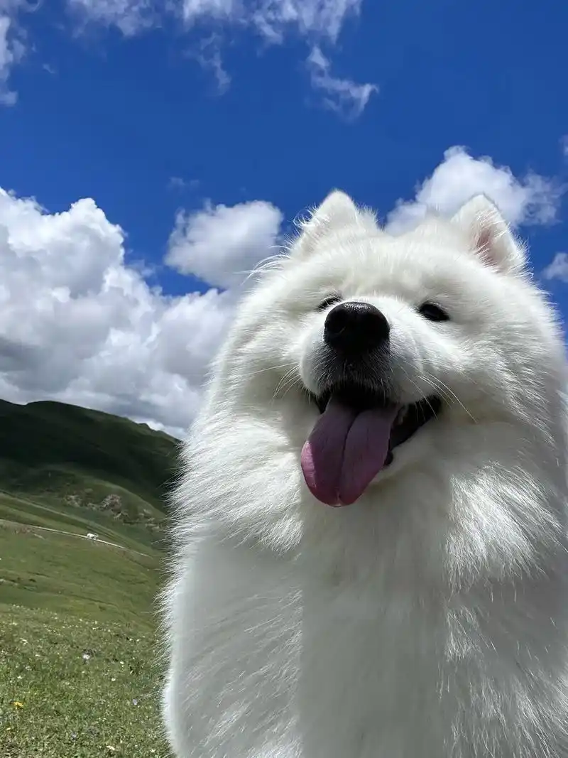 我的漂亮小狗 #狗狗 #治愈系 #狗狗头像 #萨摩耶 #萌宠 - 抖音