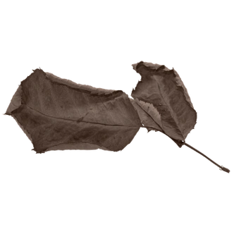 枯树叶图片-枯树叶素材下载-万素网