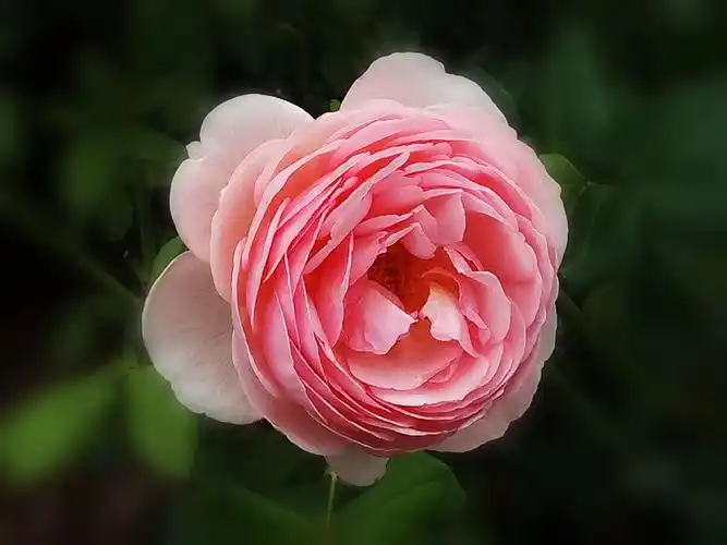 一朵朵含苞欲放的玫瑰花如同娇羞妩媚的少女