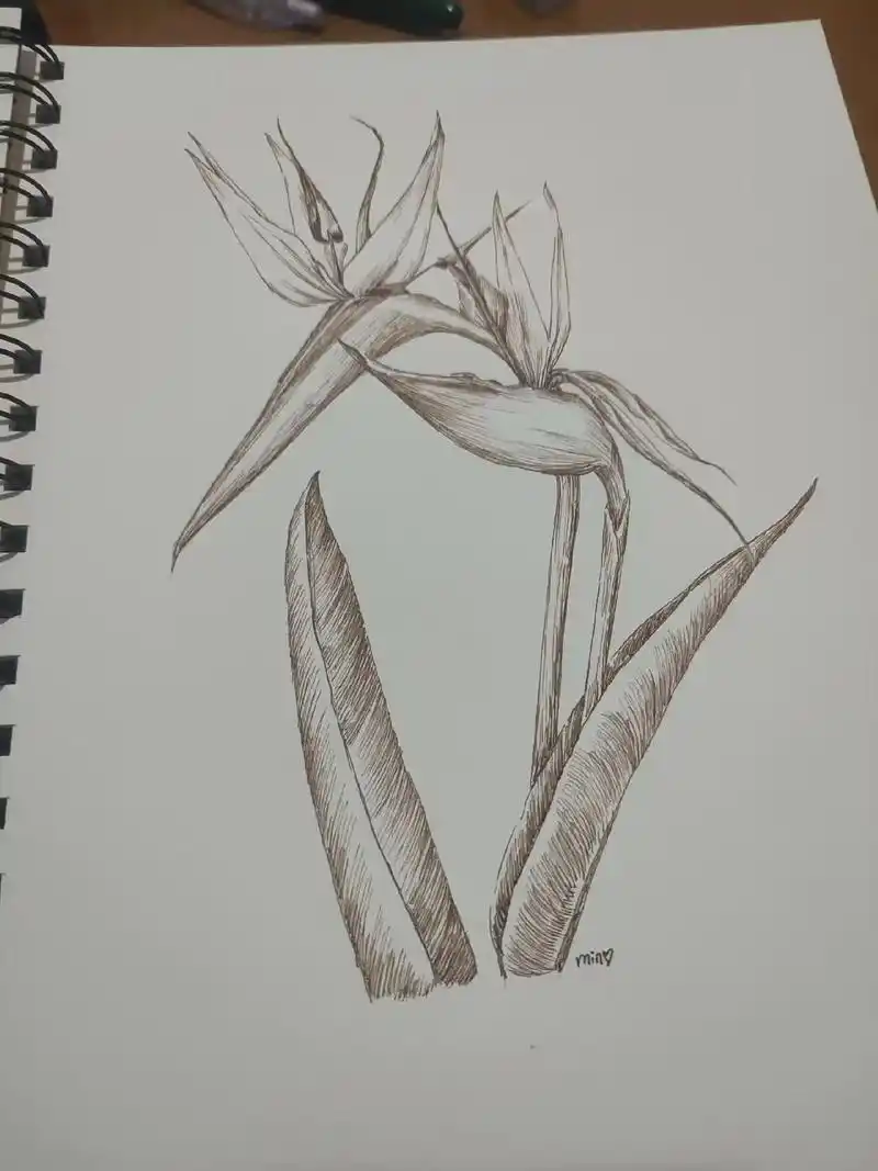 绘画教程(天堂鸟)#绘画教程 #钢笔画 #手绘 #原创作品  - 抖音