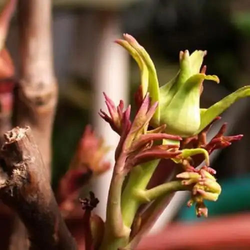 室内养护牡丹叶子发黄怎么办