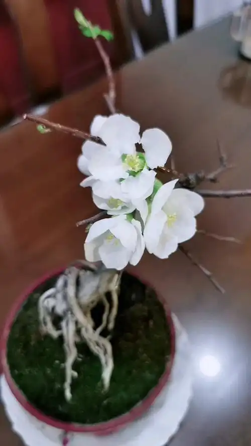 我口中的白海棠,学名东洋锦,确实美的不可方物