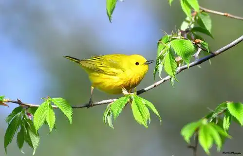 北美洲黄莺yellow warbler