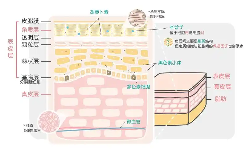 那皮肤的结构