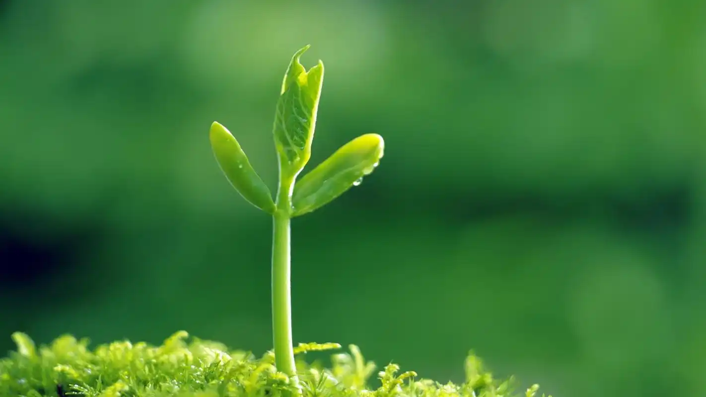 春天桌面壁纸之可爱的绿绿小草叶子高清大图预览1920x1080_植物壁纸