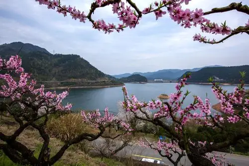 有花有山有水,春天在这里,这个地方来个二年,多次,为拍季节照片,桃花