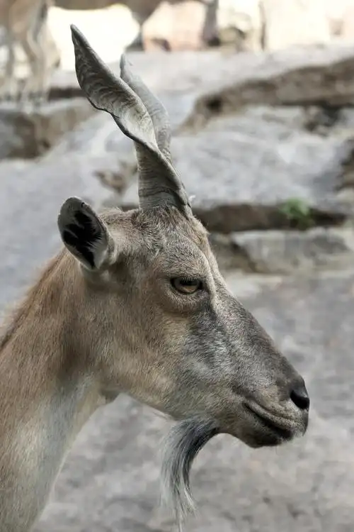 石山羊,头部,特写