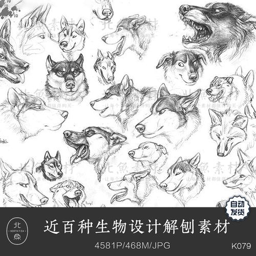 上百种生物设计解刨图 狼狗马猴兔鹿鸟牛羊动物线稿手稿绘画素材