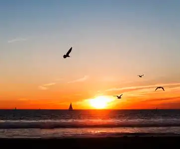 海鸥和帆船在日落时照片