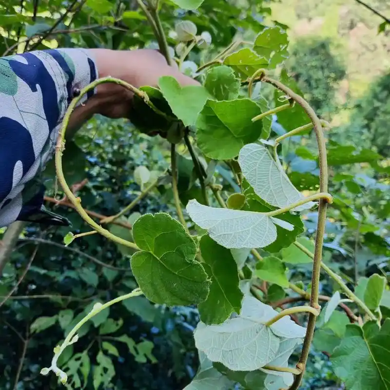 正宗湘西大山里的野生猕猴桃根,一样的药,不一样的产地,功效也